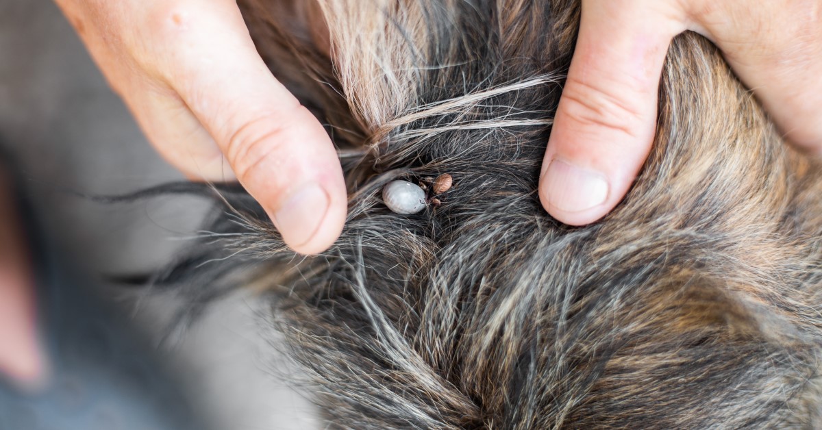 Treatment and Prevention for Parasites in Dogs